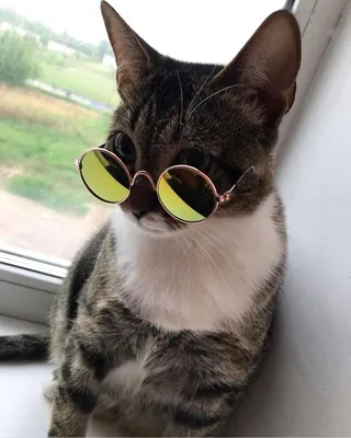 Стильные очки кошка на фото