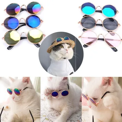Очки кошка - выразительные фото с картинками