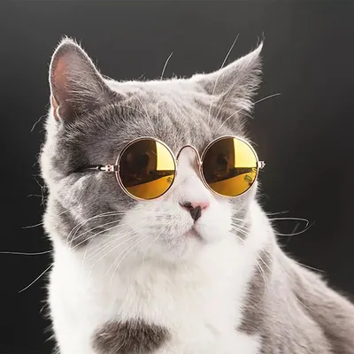 Кошачий стиль с очками на фото