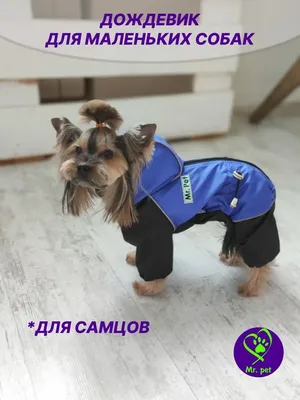 Mr.pet одежда для собак Дождевик для маленьких собак