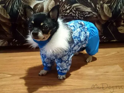 Одежда для собак чихуахуа фото фотографии