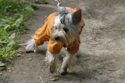 Пальто для собаки,Одежда для собак мелких средних крупных пород жилет  костюм - купить с доставкой по выгодным ценам в интернет-магазине OZON  (1291478305)