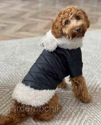 Зимняя одежда для маленьких собак | ЖУ ЖУ одежда для собак | Дзен