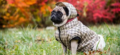 Собака эстетика, чихуахуа, одежда для собак | Чихуахуа, Собаки, Одежда для  собак
