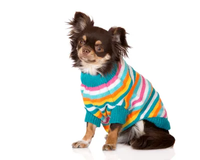 Одежда чихуахуа собак породы на открытом воздухе. Одетый чихуахуа. Портрет  собаки в стильных красных одеждах Стоковое Изображение - изображение  насчитывающей способ, млекопитающее: 208515969