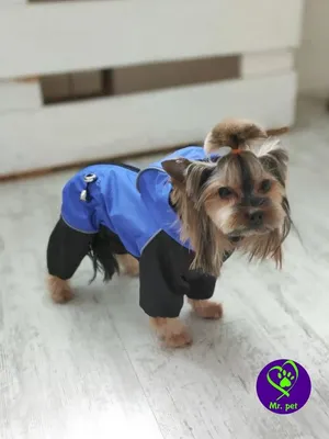 Одежда для собак - куртка/дождевик в стиле Burberry - Первая примерка