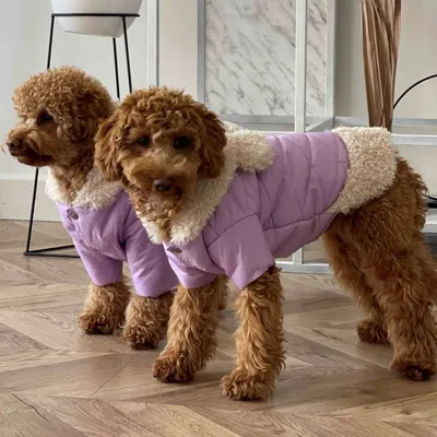 Вязаная одежда для маленьких собак — схемы спицами. Как правильно снять  мерки с собаки для вязания одежды? В… | Одежда для собак, Одежда для  маленьких собак, Собаки