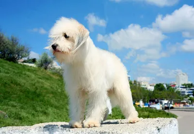 ОДИС- украинская национальная порода собак-компаньонов