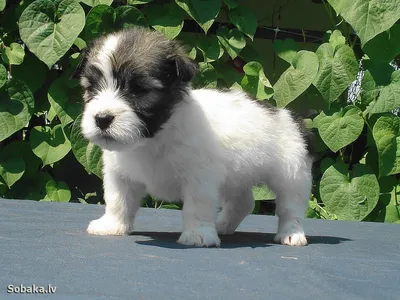 белизна Odis собаки Breed малая Стоковое Фото - изображение насчитывающей  мало, любимчик: 6889610