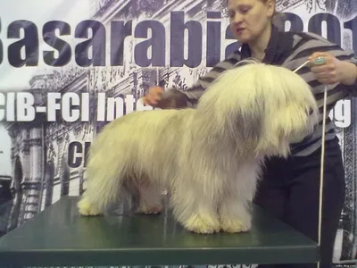 Отис - 5 лет - Беспородная - Москва - собаки в добрые руки