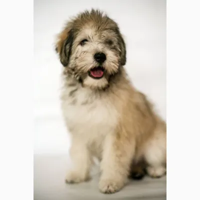белизна Odis собаки Breed малая Стоковое Изображение - изображение  насчитывающей ангстрома, меховой: 6889557