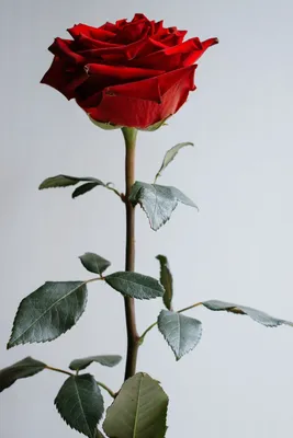 Одна роза фото фотографии