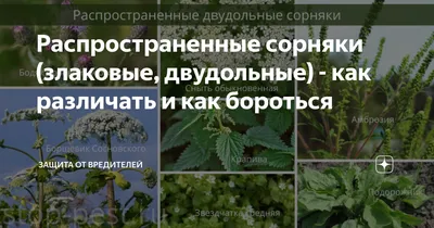 Молочай-солнцегляд Однолетние и двулетние двудольные сорняки | Syngenta