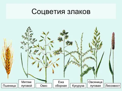 Купить Средство сплошного уничтожения сорняков \"Ликвидатор\", 60 мл -  SPirk.ru