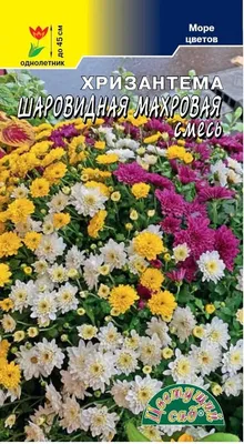 Однолетние хризантемы - радужные ромашки | К новой загородной жизни | Дзен