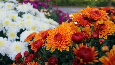 Цветы Хризантема Радуга килеватая/Сем Алт/цп 0,3 гр.