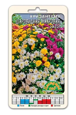 Хризантемы однолетние Цветущий сад МЦ Хризантема АССОРТИ - купить по  выгодным ценам в интернет-магазине OZON (834970474)