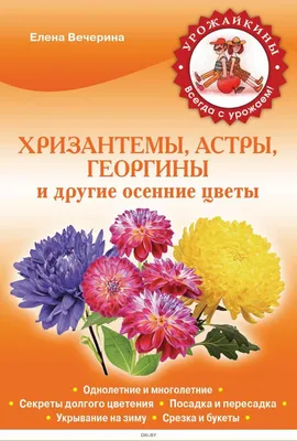 Хризантема мультифлора Мика Оранж - Сад цветов - Магазин рассады цветов в  Барнауле