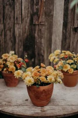 Купить Хризантемы, астры, георгины и другие осенние цветы в Минске в  Беларуси | Стоимость: за 1.26 руб.
