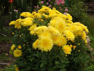 Хризантема Каприул Chrysanthemum Capriool - купить саженцы хризантемы с  доставкой по Украине в магазине Добродар