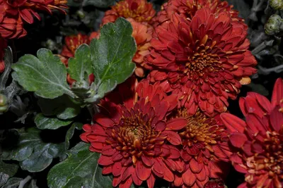 Хризантемы: выращивание осенних красавиц для декорирования ландшафта до  первого снегопада - полезные статьи о садоводстве от Agro-Market