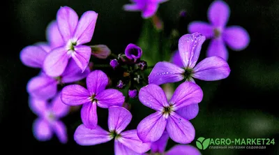 Популярные садовые цветы однолетники - 77 фото
