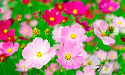 Однолетние цветы для дачи: анютины глазки — посадка и уход | Строительный  портал RMNT.RU | Дзен