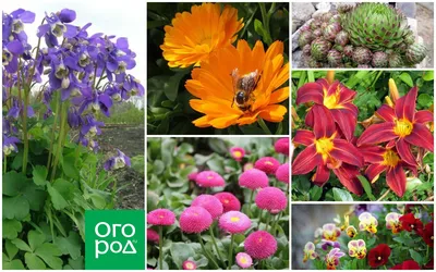 Пять контейнерных растений для дачи, с которыми всегда будет красиво -  28.05.2017, Sputnik Беларусь