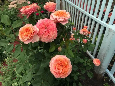 Многолетние цветы, которые будут цвести все лето 🌷 | Блог METRO