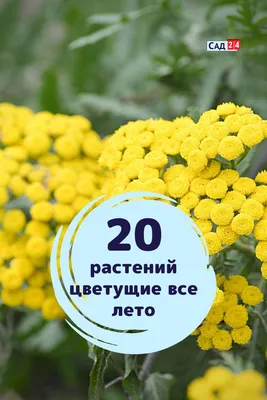 Низкорослые цветы для клумбы: цветущие все лето с фото и названиями