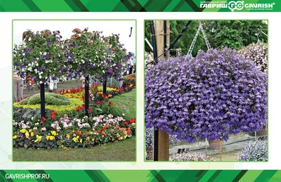 Петуния крупноцветковая (генетически компактная) (Petunia grandiflora)