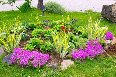 Удачное соседство: как правильно сочетать цветы на клумбе | Дизайн участка  (Огород.ru)