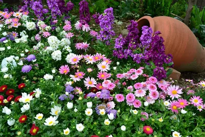 Цветы на даче: как красиво посадить, схемы посадки, ландшафтный дизайн  перед домом, кустарники на клумбе - 34 фото