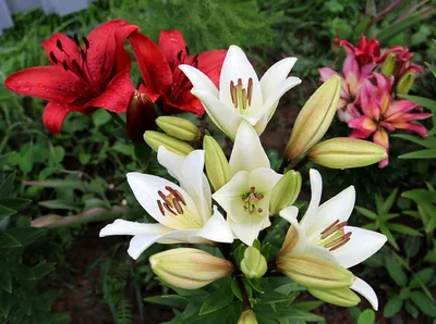 Лилия - великолепный цветок, который за его красоту и неприхотливость... |  Интересный контент в группе Умный огород
