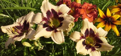 Роскошные клумбы: цветы, которые цветут с весны до осени