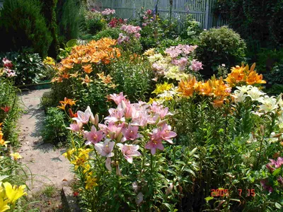 Лилии в саду: фото, оформление участка, с какими цветами сочетаются на  клумбе