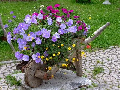 Как красиво оформить клумбу непрерывного цветения своими руками | Дизайн  участка (Огород.ru)