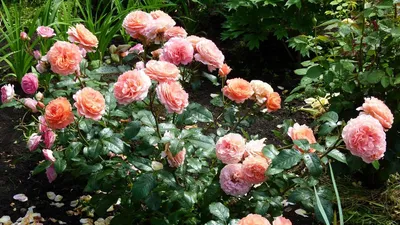 Непрерывно цветущая клумба. Луковичные цветы и розы - Энциклопедия роз