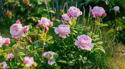 Дивный сад - 🌷С какими растениями сочетаются розы🌷 Правильное соседство  розы с другими растениями не только может украсить и разнообразить данный  цветок, но и защитят её от болезней и вредителей. При оформлении