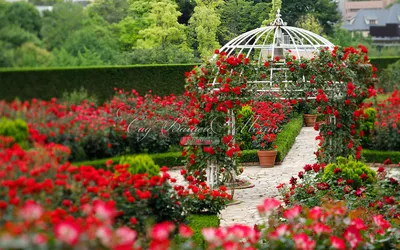 Клумба с розами: 82 фото оформлений на даче | ivd.ru