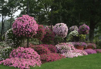 🌸Необычный цветник своими руками. Клумба на даче из петуний, лобелий и не  только🌸 - YouTube