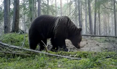 Впечатляющие изображения огромного медведя