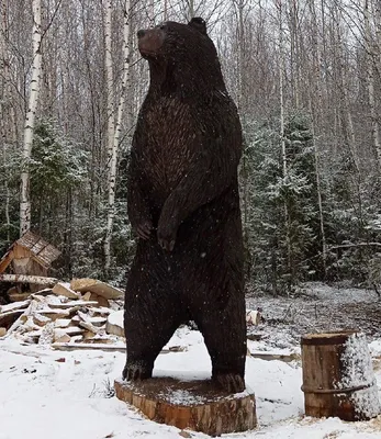 Скачать фото огромного медведя в png