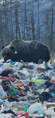 Бесплатно скачать фото огромного медведя