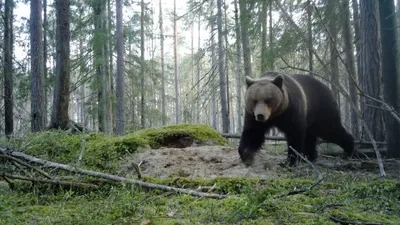 Скачать фото огромного медведя в хорошем качестве