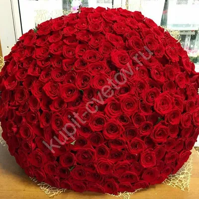 Огромный букет из 151 красной розы «Гран При»