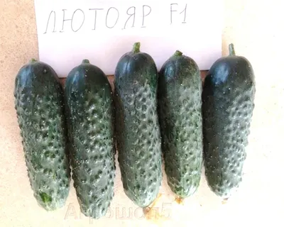 Огурец Лютояр F1 25 семян купить по выгодной цене в интернет-магазине