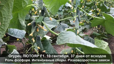 Купить Огурец Лютояр F1 (100 семян) • Yuksel Seeds (Турция) • Ранний  урожайный высокотоварный партенокарпический огурец для тепличных условий  выращивания • в Агрошоп5 с доставкой по России • -4195