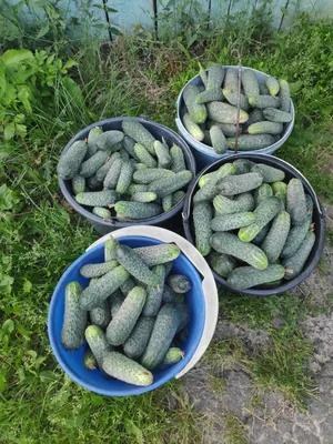 Семена овощей огурец Лютояр F1, 5 шт. — купить в интернет-магазине по  низкой цене на Яндекс Маркете