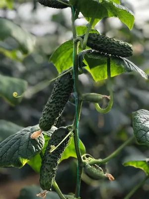 Огурец Самоопыляемый, Лютояр F1 (10шт, Leda Agro) - купить Семена огурцов в  Киеве и Украине, выгодная цена Огурец Самоопыляемый, Лютояр F1 в  интернет-магазине Agrostore ТМ (Агростор)